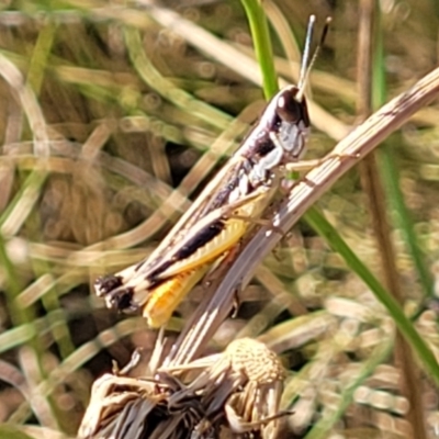 Macrotona australis (Common Macrotona Grasshopper) at Crace Grasslands - 11 Jan 2023 by trevorpreston
