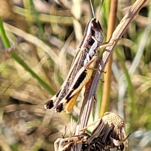 Macrotona australis at Lyneham, ACT - 12 Jan 2023 10:15 AM