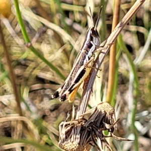 Macrotona australis at Lyneham, ACT - 12 Jan 2023