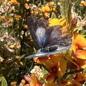 Eirmocides consimilis at Jagumba, NSW - 9 Jan 2023