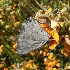 Eirmocides consimilis at Jagumba, NSW - 9 Jan 2023