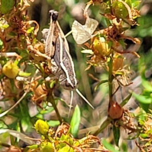 Phaulacridium vittatum at Lyneham, ACT - 12 Jan 2023