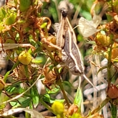 Phaulacridium vittatum at Lyneham, ACT - 12 Jan 2023 10:10 AM