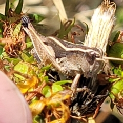 Phaulacridium vittatum at Lyneham, ACT - 12 Jan 2023