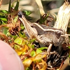 Phaulacridium vittatum at Lyneham, ACT - 12 Jan 2023