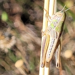 Praxibulus sp. (genus) (A grasshopper) at Lyneham, ACT - 11 Jan 2023 by trevorpreston