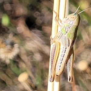 Praxibulus sp. (genus) at Lyneham, ACT - 12 Jan 2023