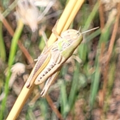 Praxibulus sp. (genus) at Lyneham, ACT - 12 Jan 2023 10:09 AM