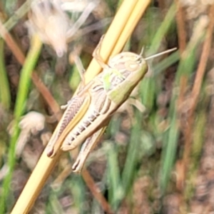 Praxibulus sp. (genus) at Lyneham, ACT - 12 Jan 2023 10:09 AM