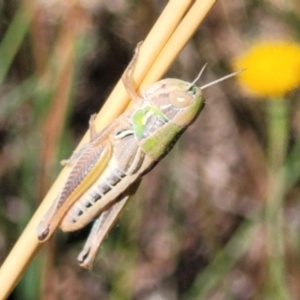 Praxibulus sp. (genus) at Lyneham, ACT - 12 Jan 2023