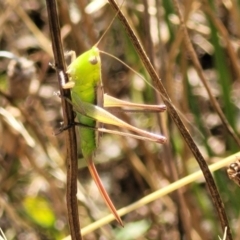 Conocephalus semivittatus (Meadow katydid) at Crace Grasslands - 11 Jan 2023 by trevorpreston