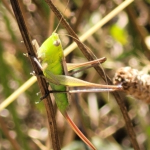 Conocephalus semivittatus at Lyneham, ACT - 12 Jan 2023