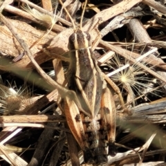 Phaulacridium vittatum (Wingless Grasshopper) at Crace Grasslands - 11 Jan 2023 by trevorpreston