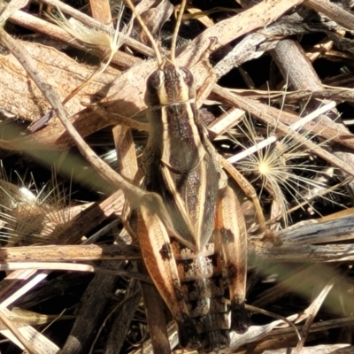 Phaulacridium vittatum (Wingless Grasshopper) at Lyneham, ACT - 12 Jan 2023 by trevorpreston