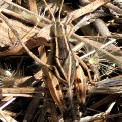 Phaulacridium vittatum at Lyneham, ACT - 12 Jan 2023 10:03 AM