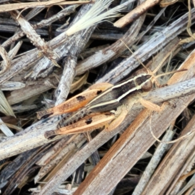 Phaulacridium vittatum (Wingless Grasshopper) at Crace Grasslands - 11 Jan 2023 by trevorpreston