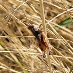 Phaulacridium vittatum (Wingless Grasshopper) at Lyneham, ACT - 11 Jan 2023 by trevorpreston