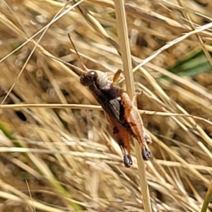 Phaulacridium vittatum at Lyneham, ACT - 12 Jan 2023