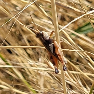 Phaulacridium vittatum (Wingless Grasshopper) at Lyneham, ACT - 12 Jan 2023 by trevorpreston