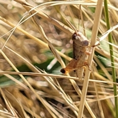 Phaulacridium vittatum at Lyneham, ACT - 12 Jan 2023