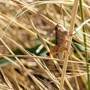 Phaulacridium vittatum at Lyneham, ACT - 12 Jan 2023