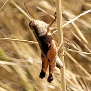 Phaulacridium vittatum at Lyneham, ACT - 12 Jan 2023