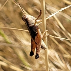 Phaulacridium vittatum at Lyneham, ACT - 12 Jan 2023