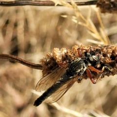 Zosteria sp. (genus) (Common brown robber fly) at Crace Grasslands - 11 Jan 2023 by trevorpreston