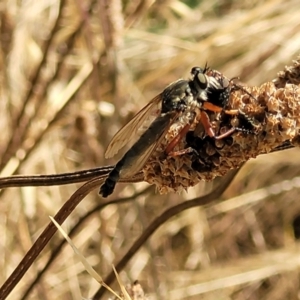 Zosteria sp. (genus) at Lyneham, ACT - 12 Jan 2023