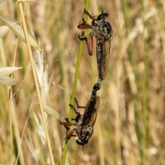 Zosteria sp. (genus) (Common brown robber fly) at Lyneham, ACT - 11 Jan 2023 by trevorpreston