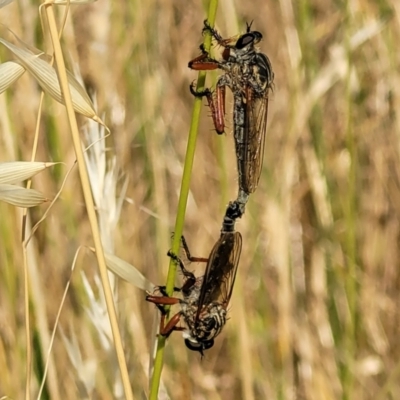 Zosteria sp. (genus) (Common brown robber fly) at Crace Grasslands - 11 Jan 2023 by trevorpreston