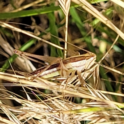Conocephalus semivittatus (Meadow katydid) at Lyneham, ACT - 11 Jan 2023 by trevorpreston