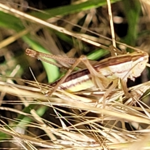 Conocephalus semivittatus at Lyneham, ACT - 12 Jan 2023