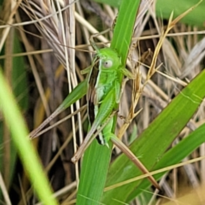 Conocephalus semivittatus (Meadow katydid) at Crace Grasslands - 11 Jan 2023 by trevorpreston