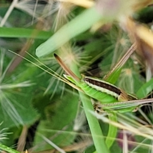 Conocephalus semivittatus at Lyneham, ACT - 12 Jan 2023