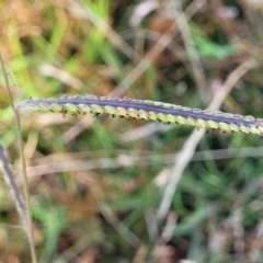 Paspalum dilatatum (Paspalum) at Crace Grasslands - 11 Jan 2023 by trevorpreston