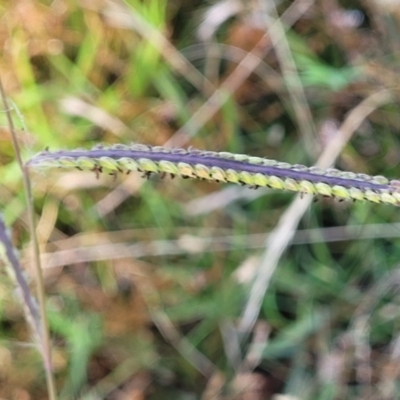 Paspalum dilatatum (Paspalum) at Crace Grasslands - 11 Jan 2023 by trevorpreston