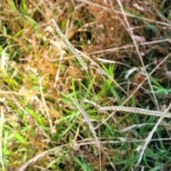 Paspalum dilatatum at Lyneham, ACT - 12 Jan 2023 09:45 AM