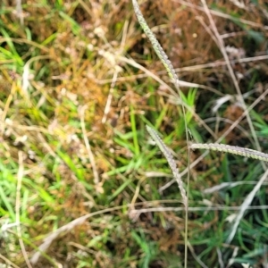 Paspalum dilatatum at Lyneham, ACT - 12 Jan 2023 09:45 AM