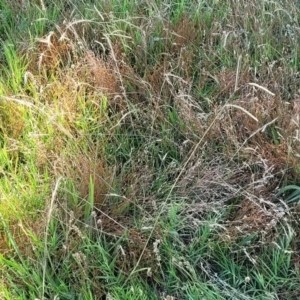 Paspalum dilatatum at Lyneham, ACT - 12 Jan 2023 09:45 AM