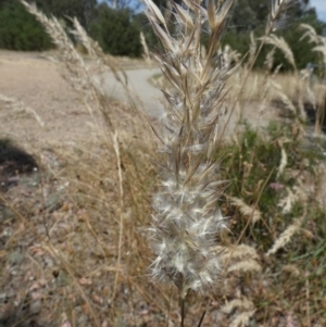 Rytidosperma erianthum at Queanbeyan West, NSW - 12 Jan 2023 10:53 AM