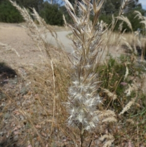 Rytidosperma erianthum at Queanbeyan West, NSW - 12 Jan 2023