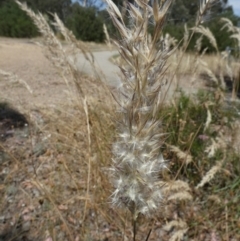 Rytidosperma erianthum (Hill Wallaby Grass) at Bicentennial Park - 11 Jan 2023 by Paul4K