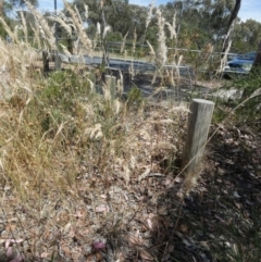 Rytidosperma erianthum at Queanbeyan West, NSW - 12 Jan 2023 10:53 AM