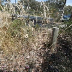 Rytidosperma erianthum at Queanbeyan West, NSW - 12 Jan 2023