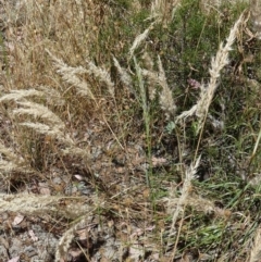 Rytidosperma erianthum at Queanbeyan West, NSW - 12 Jan 2023 10:53 AM