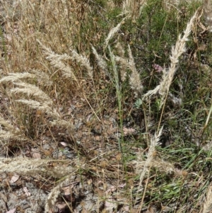 Rytidosperma erianthum at Queanbeyan West, NSW - 12 Jan 2023 10:53 AM