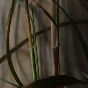 Rytidosperma erianthum at Queanbeyan West, NSW - 12 Jan 2023 10:53 AM