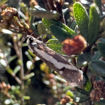 Philobota acropola (Concealer Moth) at Kosciuszko National Park - 9 Jan 2023 by Pirom