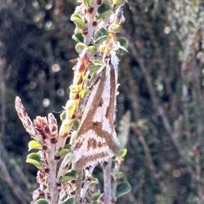 Orthiastis hyperocha (A Concealer Moth) at Kosciuszko National Park - 9 Jan 2023 by Pirom